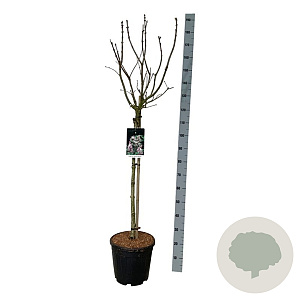 Syringa v. Beauty of Moscow 90 cm stam 15L