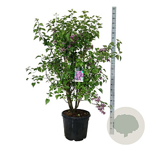 Syringa v. 'Charles Joly' 125-150 cm cont. 55L extra