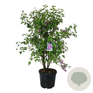 Syringa v. 'Charles Joly' 125-150 cm cont. 55L extra