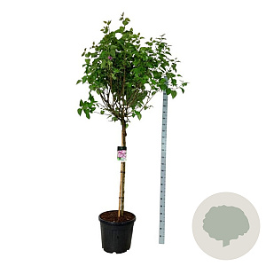 Syringa v. 'Katherine Havemeyer' 120 cm stam cont. 55L extra