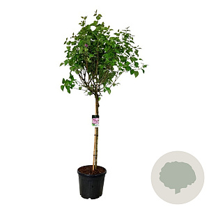 Syringa v. 'Katherine Havemeyer' 120 cm stam cont. 55L extra