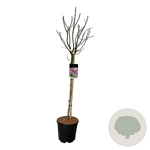 Syringa v. 'Katherine Havemeyer' 90 cm stam 15L