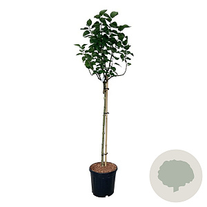 Syringa v. 'Lila Wonder' 90 cm stam 15L