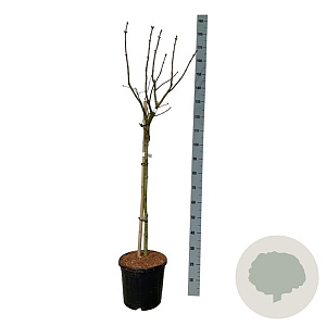 Syringa v. 'Lila Wonder' 90 cm stam 15L
