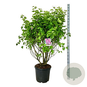 Syringa v. 'Michel Buchner' 125-150 cm cont. 55L extra