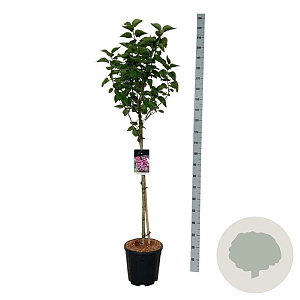 Syringa v. 'Michel Buchner' 90 cm stam 15L