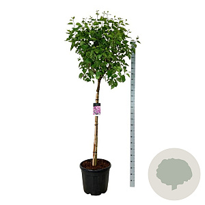Syringa v. 'Sensation' 120 cm stam cont. 55L extra
