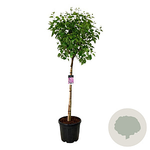 Syringa v. 'Sensation' 120 cm stam cont. 55L extra