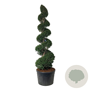 Taxus baccata 225-250 cm cont. 180L spiraal