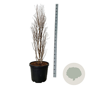 Taxodium dist. Lindsey's Skyward 100-125 cm cont. 55L extra