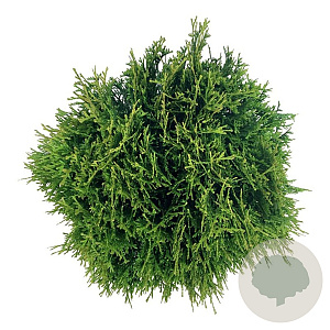 Thuja occ. 'Tiny Tim' 30-40 cm 6,5L