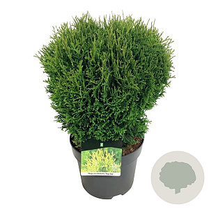 Thuja occ. 'Tiny Tim' 30-40 cm 6,5L