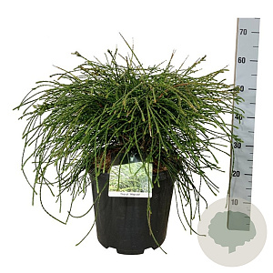 Thuja pl. 'Whipcord' 50-60 cm 15L