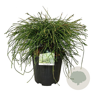 Thuja pl. 'Whipcord' 50-60 cm 15L
