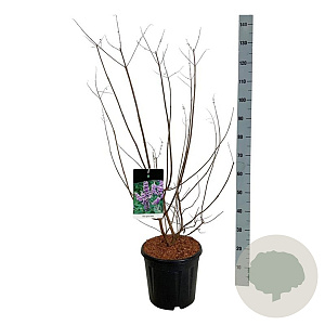 Vitex agnus-castus 80-100 cm 15L
