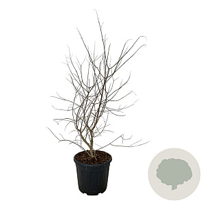 Vitex agnus-castus 80-100 cm 30L extra
