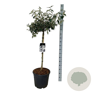 Viburnum 'Eskimo' 90 cm stam 30L
