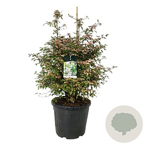 Viburnum plic. 'Molly Schroeder' 100-125 cm cont. 55L extra