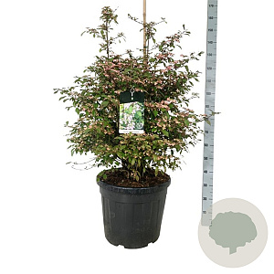 Viburnum plic. 'Molly Schroeder' 100-125 cm cont. 55L extra