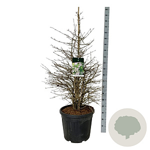 Viburnum plic. 'Molly Schroeder' 125-150 cm cont. 55L extra