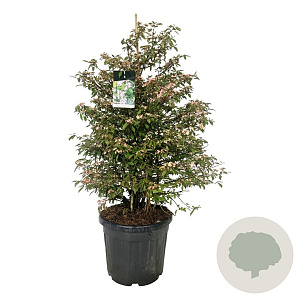 Viburnum plic. 'Molly Schroeder' 125-150 cm cont. 55L extra