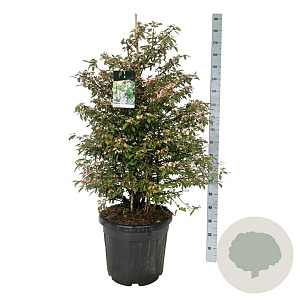 Viburnum plic. 'Molly Schroeder' 125-150 cm cont. 55L extra