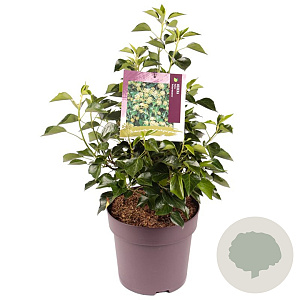 Hedera hel. 'Arborescens' 50-60 cm 10L