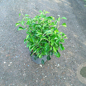 Hedera hel. 'Arborescens' 50-60 cm 10L