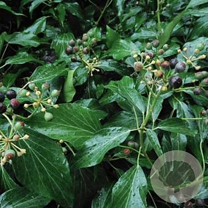 Hedera hel. 'Zorgvlied' 50-60 cm 10L