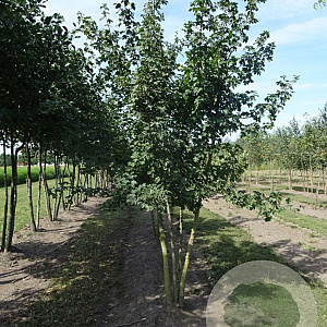 Acer campestre 250-300 cm draadkluit meerstammig