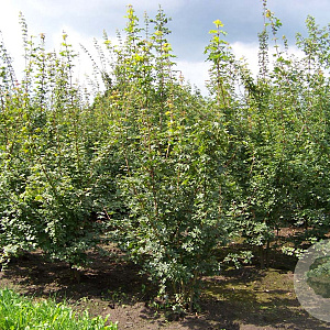 Acer campestre 400-450 cm draadkluit meerstammig