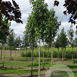 Acer freemanii 'Armstrong Two' 18-20 HO draadkluit