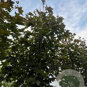 Acer plat. 'Royal Red' 14-16 HO draadkluit