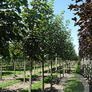 Acer pseudoplatanus 14-16 HO draadkluit