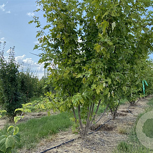 Acer saccharinum 'Pyramidale' 300-350 cm draadkluit meerstammig
