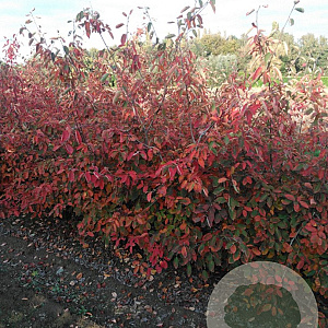 Amelanchier lamarckii 175-200 cm draadkluit meerstammig solitair