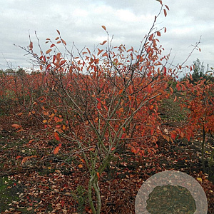 Amelanchier lamarckii 175-200 cm draadkluit meerstammig solitair