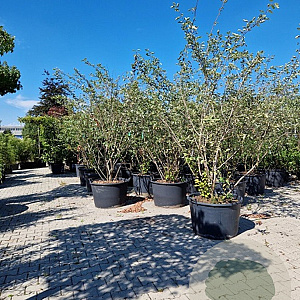 Amelanchier lamarckii 250-300 cm container meerstammig