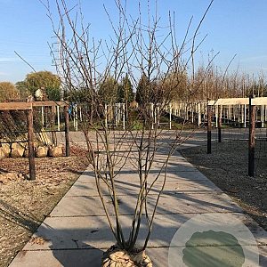 Amelanchier lamarckii 250-300 cm draadkluit meerstammig