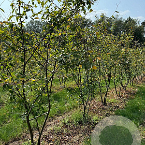 Amelanchier lamarckii 250-300 cm draadkluit meerstammig
