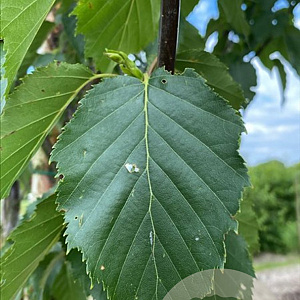 Betula albosin. 'Fascination' 10-12 HO draadkluit