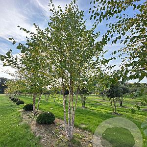 Betula nigra 600-700 cm draadkluit meerstammig