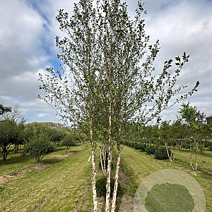 Betula nigra 600-700 cm draadkluit meerstammig