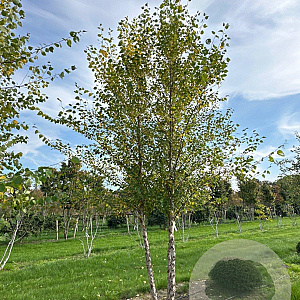 Betula nigra 600-700 cm draadkluit meerstammig