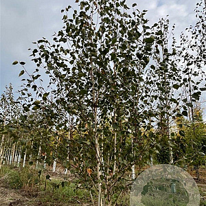 Betula utilis 'Doorenbos' 300-350 cm draadkluit meerstammig