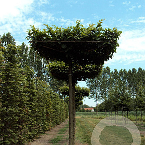 Carpinus betulus 16-18 HO draadkluit dakvorm 130x130