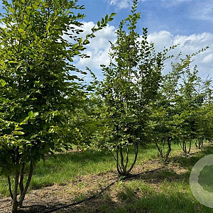 Carpinus betulus 350-400 cm draadkluit meerstammig