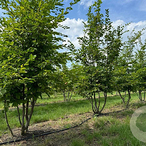 Carpinus betulus 400-450 cm draadkluit meerstammig