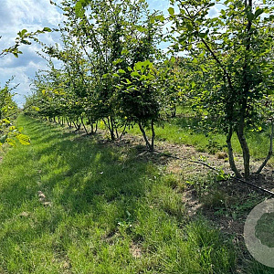 Carpinus betulus 400-450 cm draadkluit meerstammig