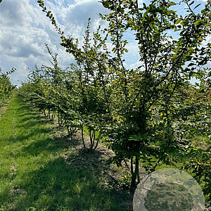 Carpinus betulus 400-450 cm draadkluit meerstammig